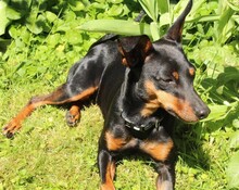 SUSA, Hund, Deutscher Pinscher in Rosenheim - Bild 7