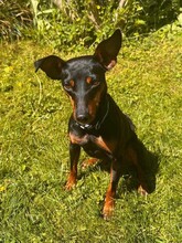 SUSA, Hund, Deutscher Pinscher in Rosenheim - Bild 8