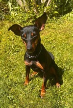 SUSA, Hund, Deutscher Pinscher in Rosenheim - Bild 9