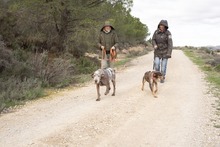 RAY, Hund, Jagdhund-Mix in Spanien - Bild 12