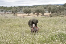 RAY, Hund, Jagdhund-Mix in Spanien - Bild 4