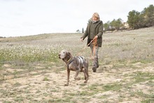 RAY, Hund, Jagdhund-Mix in Spanien - Bild 6