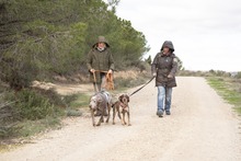 RAY, Hund, Jagdhund-Mix in Spanien - Bild 8