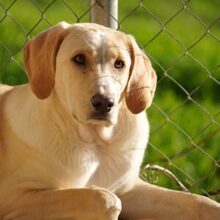 ELSA, Hund, Labrador-Mix in Spanien - Bild 1