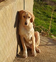 ELSA, Hund, Labrador-Mix in Spanien - Bild 2