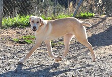 ELSA, Hund, Labrador-Mix in Spanien - Bild 3