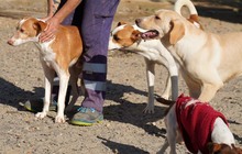 ELSA, Hund, Labrador-Mix in Spanien - Bild 4