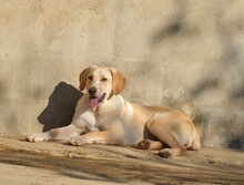 ELSA, Hund, Labrador-Mix in Spanien - Bild 5