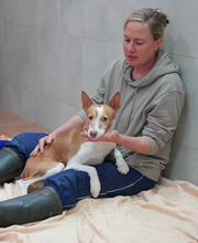 NINOLO, Hund, Podenco in Sankt Augustin - Bild 2