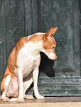 NINOLO, Hund, Podenco in Sankt Augustin - Bild 3