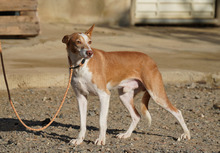 NINOLO, Hund, Podenco in Sankt Augustin - Bild 4