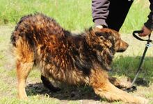 MERLIN, Hund, Mischlingshund in Seelze - Bild 14