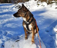 PEPPER, Hund, Mischlingshund in München - Bild 4