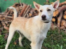 BOBALIS, Hund, Podenco-Mix in Spanien - Bild 1