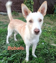 BOBALIS, Hund, Podenco-Mix in Spanien - Bild 2