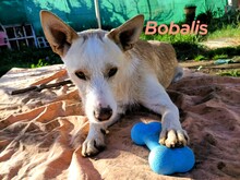 BOBALIS, Hund, Podenco-Mix in Spanien - Bild 4