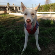 BOBALIS, Hund, Podenco-Mix in Spanien - Bild 5