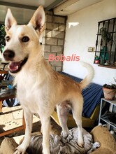 BOBALIS, Hund, Podenco-Mix in Spanien - Bild 6