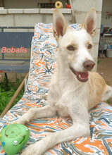 BOBALIS, Hund, Podenco-Mix in Spanien - Bild 7