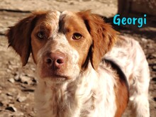 GEORGI, Hund, Bretonischer Spaniel in Spanien - Bild 1