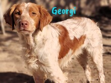 GEORGI, Hund, Bretonischer Spaniel in Spanien - Bild 2