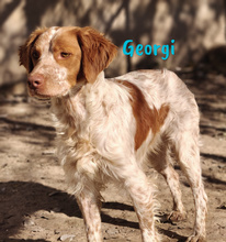 GEORGI, Hund, Bretonischer Spaniel in Spanien - Bild 3