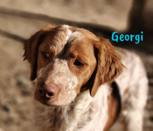 GEORGI, Hund, Bretonischer Spaniel in Spanien - Bild 4