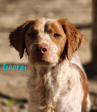 GEORGI, Hund, Bretonischer Spaniel in Spanien - Bild 5