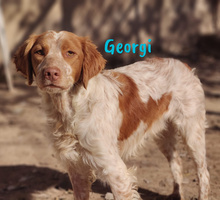 GEORGI, Hund, Bretonischer Spaniel in Spanien - Bild 6