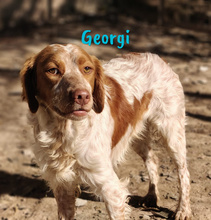 GEORGI, Hund, Bretonischer Spaniel in Spanien - Bild 7