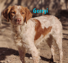 GEORGI, Hund, Bretonischer Spaniel in Spanien - Bild 8