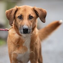 LIESBETH, Hund, Mischlingshund in Reichelsheim - Bild 1