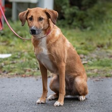 LIESBETH, Hund, Mischlingshund in Reichelsheim - Bild 3