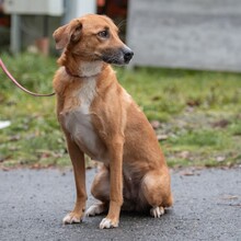 LIESBETH, Hund, Mischlingshund in Reichelsheim - Bild 4