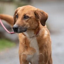 LIESBETH, Hund, Mischlingshund in Reichelsheim - Bild 5