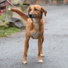 LIESBETH, Hund, Mischlingshund in Reichelsheim - Bild 6