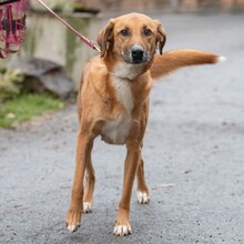 LIESBETH, Hund, Mischlingshund in Reichelsheim - Bild 7