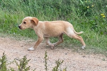 QUI, Hund, Jagdhund-Mix in Italien - Bild 11