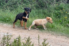 QUI, Hund, Jagdhund-Mix in Italien - Bild 12