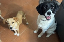 QUI, Hund, Jagdhund-Mix in Italien - Bild 4