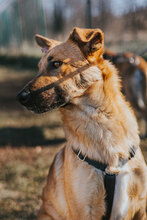 SNICKERS, Hund, Mischlingshund in Bulgarien - Bild 4