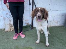 YAKO, Hund, Bretonischer Vorstehhund in Spanien - Bild 2