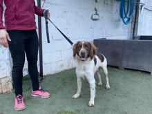 YAKO, Hund, Bretonischer Vorstehhund in Spanien - Bild 4