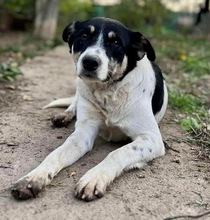 JARON, Hund, Mischlingshund in Rumänien - Bild 12