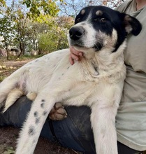 JARON, Hund, Mischlingshund in Rumänien - Bild 13