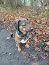 BENNY, Hund, Mischlingshund in Preetz - Bild 2