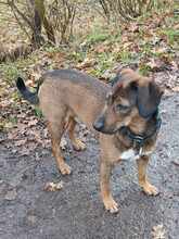 BENNY, Hund, Mischlingshund in Preetz - Bild 3