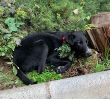 DUQUE, Hund, Labrador-Mix in Sehnde - Bild 5