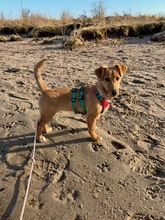 DORA, Hund, Mischlingshund in Großenbrode - Bild 1