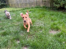 DORA, Hund, Mischlingshund in Großenbrode - Bild 10